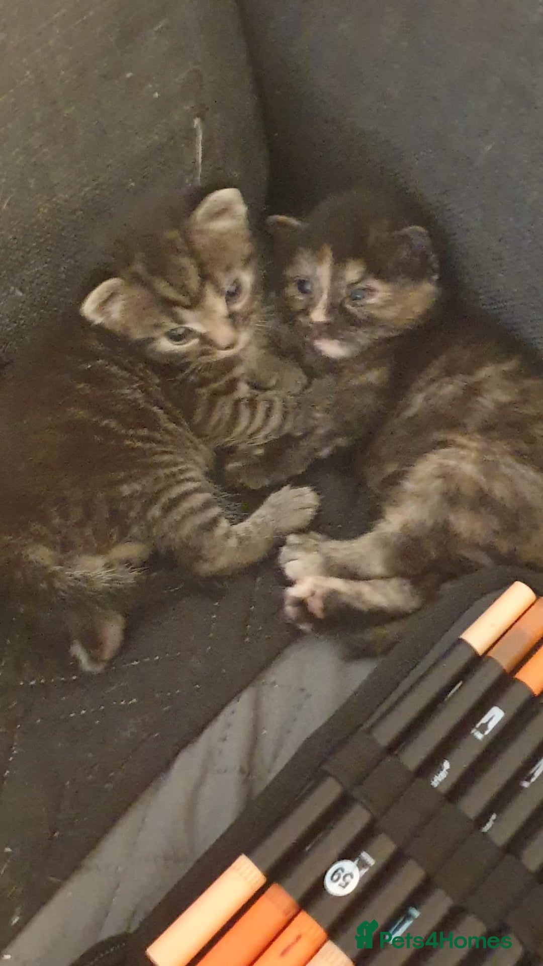 Mixed Breed cats for sale: Mixed breed kittens, mum half bengal - Advert 4