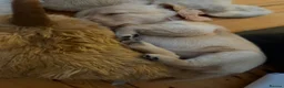 Goldador dogs for sale: 🐾 Beautiful Goldador Puppies 🐾 in Rotherham - Advert 11