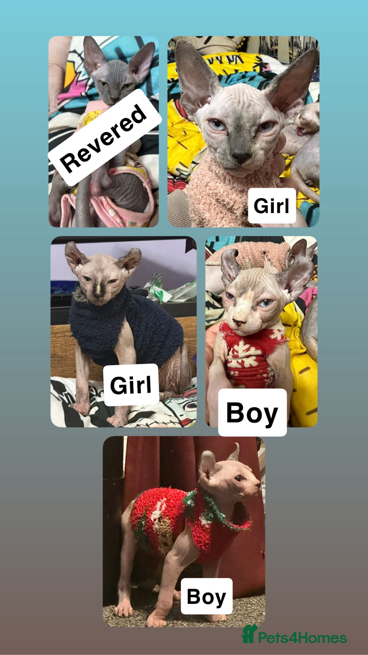 Sphynx cats LOVING SPHYNX KITTENS READY TO GO🤍 - Advert 4