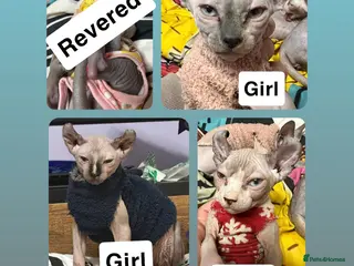 Sphynx cats LOVING SPHYNX KITTENS READY TO GO🤍 - Advert 4