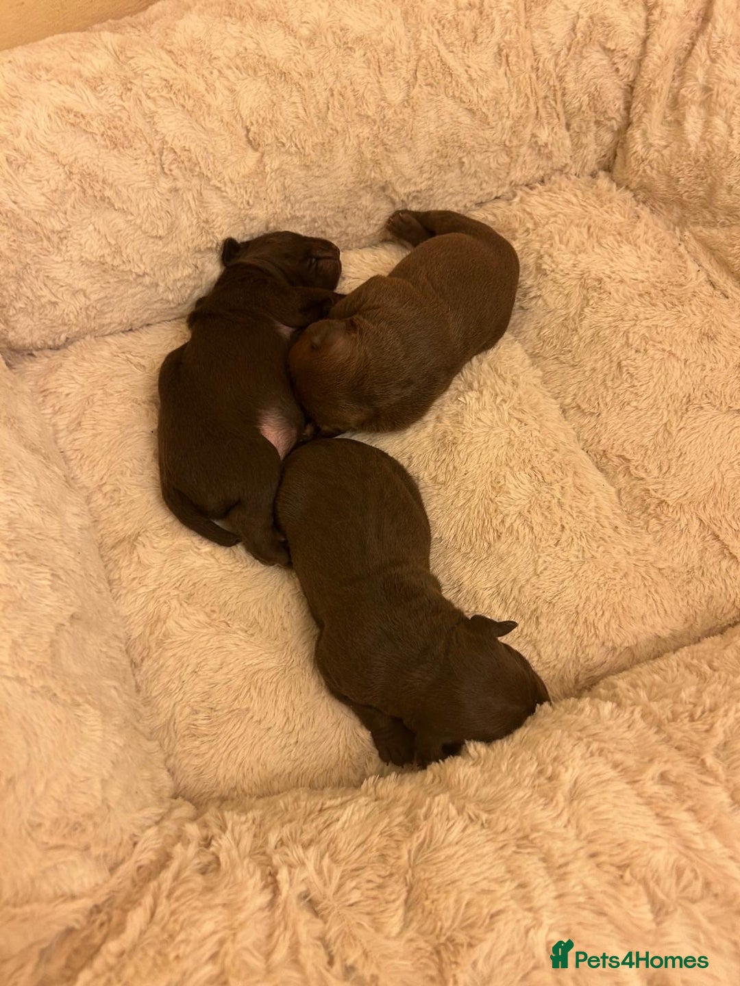 Patterdale Terrier dogs for sale: red patterdale pups  - Advert 12