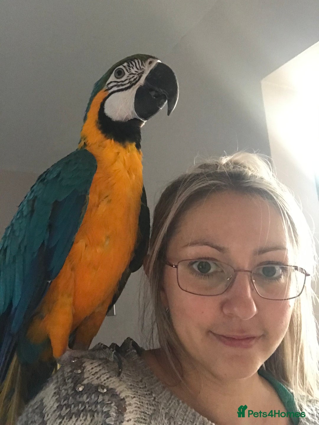 Macaws birds for sale: 6yr old Blue/Gold Wing Macaw  - Image 28