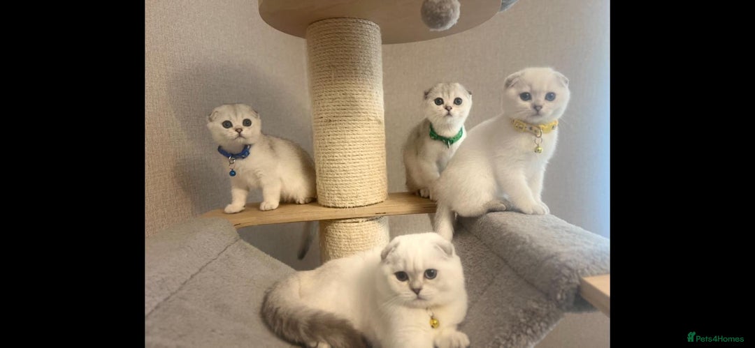 Scottish Fold cats for sale: Beautiful Scottish Straight&Fold Kittens Available - Advert 13