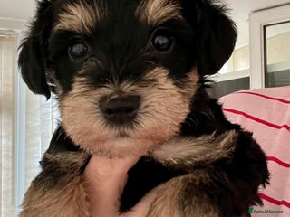 Mixed Breed dogs 🐾🐶Adorable and very cute Cavaschnauzer 🐶🐾 - Advert 3