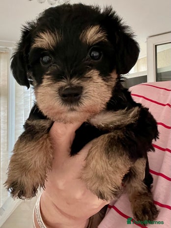 Mixed Breed dogs 🐾🐶Adorable and very cute Cavaschnauzer 🐶🐾 - Advert 6