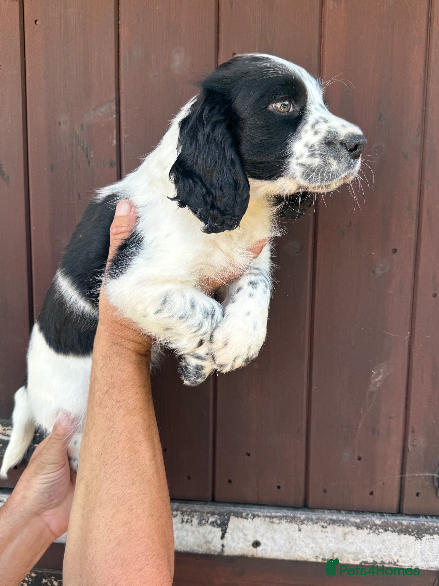Sprocker dogs Beautiful boy cocker spainel  - Advert 11