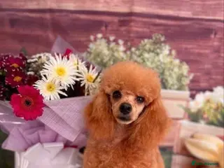 Toy Poodle dogs stunning phantom toy poodle stud in Doncaster - Advert 16