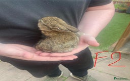 French Lop rabbits for sale: Baby lops  - Image 3