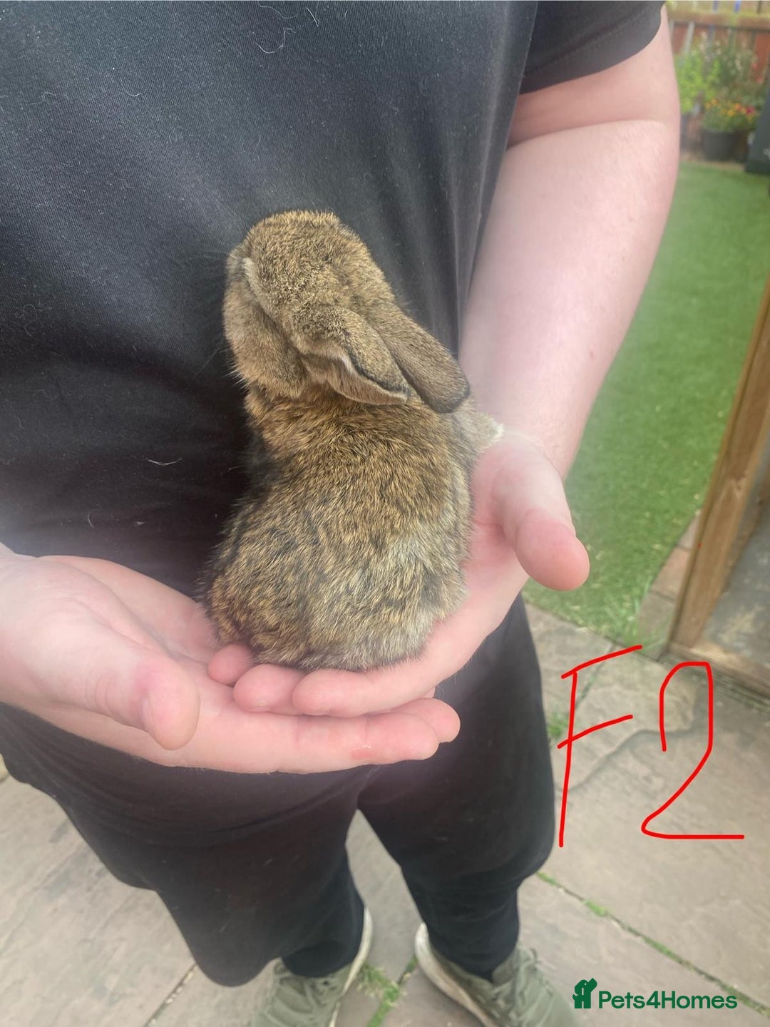 French Lop rabbits for sale: Baby lops  - Image 3