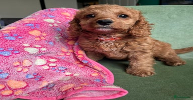 Cockapoo dogs - Advert 7