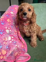 Cockapoo dogs - Advert 5