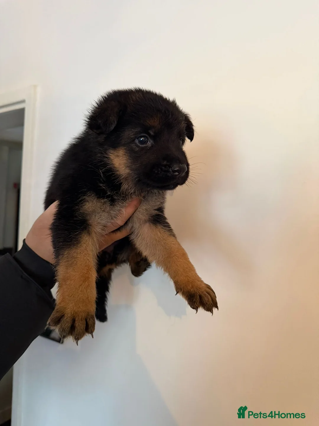 German Shepherd dogs for sale: German Shepard puppies  - Advert 12