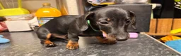Miniature Dachshund dogs for sale: Miniature Dachshund puppies  in Redruth - Advert 3