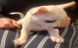 Chihuahua dogs for sale: Chihuahua puppies in Edinburgh in Edinburgh - Image 1