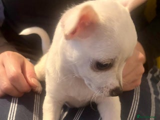Chihuahua dogs for sale - Advert 1