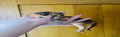 Abyssinian Kitten 4