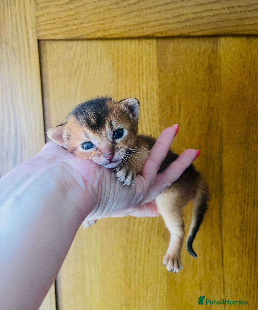 Abyssinian cats for sale: 🏆🥇🏵️Top Quality Champion Lines Abyssinian - Advert 27