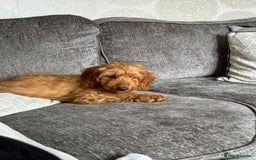 Cockapoo dogs for sale: F1 Cockapoo puppy’s  - Image 9