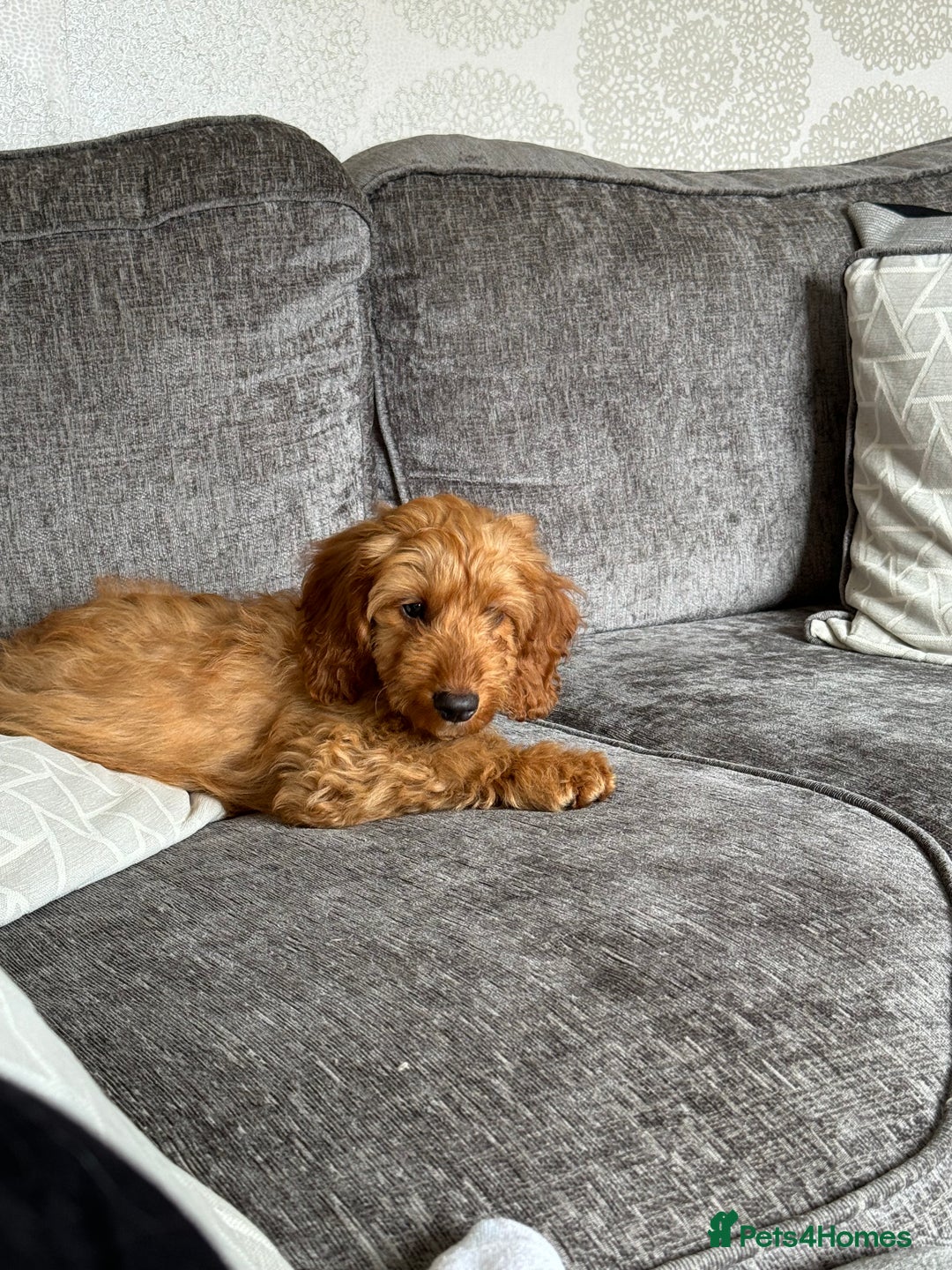 Cockapoo dogs for sale: F1 Cockapoo puppy’s  - Image 9