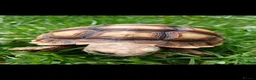 Tortoise reptiles for sale:  “Buttercup” Sulcata hatchling in Stafford - Advert 2