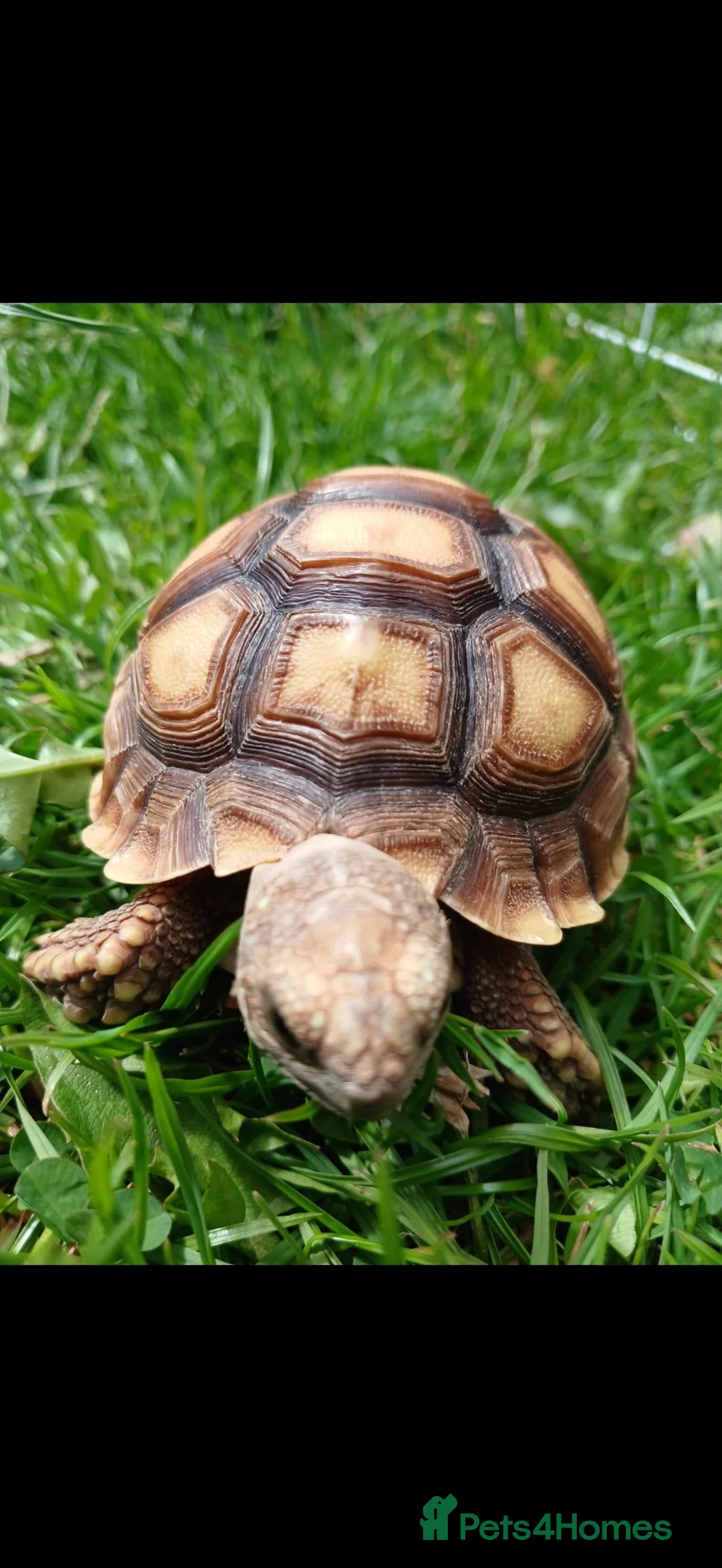 Tortoise reptiles for sale:  “Buttercup” Sulcata hatchling in Stafford - Advert 2