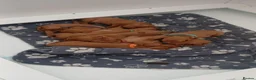 Hungarian Vizsla dogs for sale: Beautiful Hungrian Vizsla Pups for sale - Advert 7