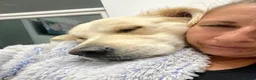 Golden Retriever dogs for stud: Extremely handsome boy - Advert 2