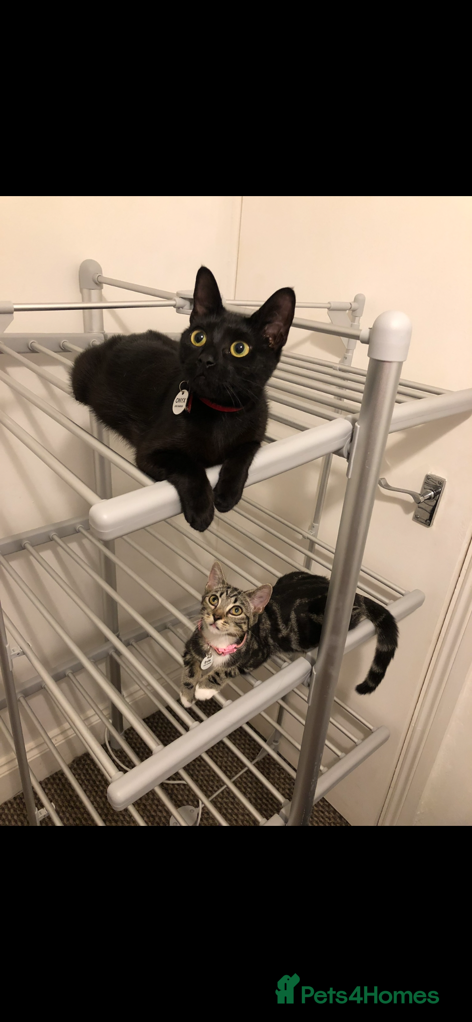Mixed Breed cats 2 adult female cats  - Advert 2