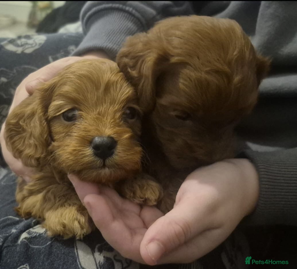 Cavapoo dogs for sale: Beautiful toy cavapoo's - Advert 17