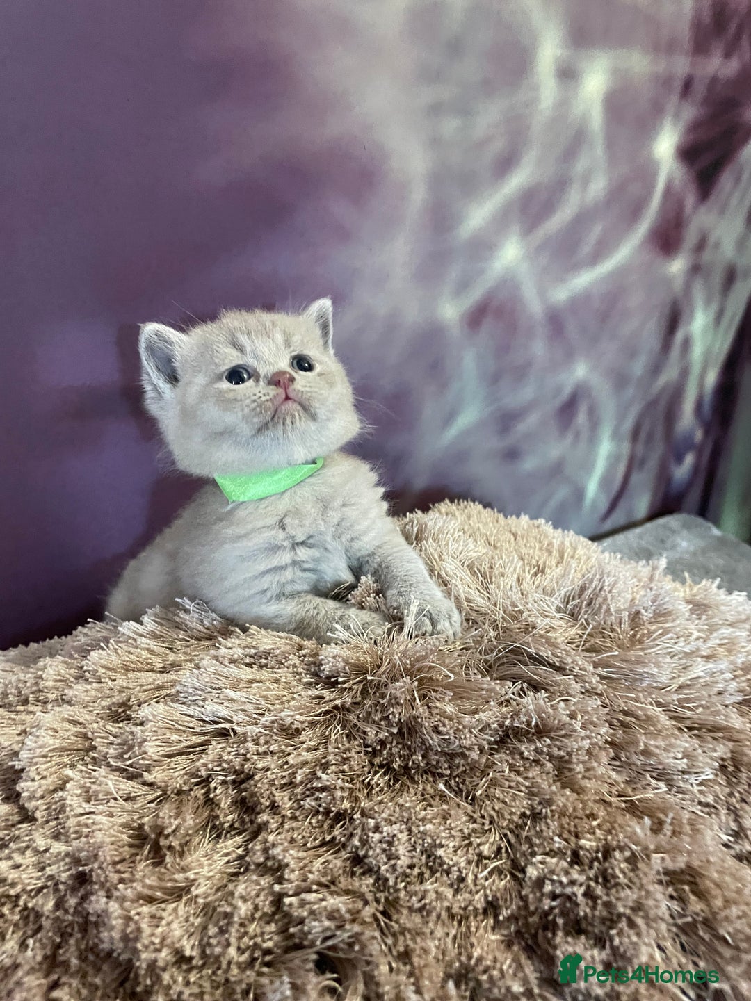 British Shorthair cats for sale: Champion Sired GCCF British Shorthair Kittens - Image 9