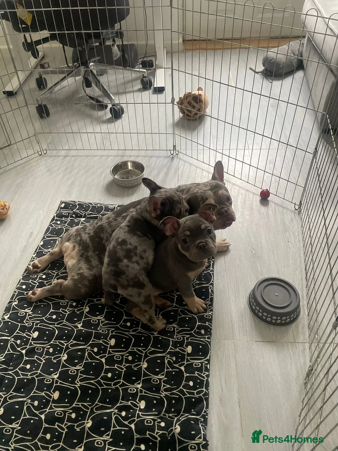 French Bulldog dogs for sale: French bulldog puppies  - Advert 7