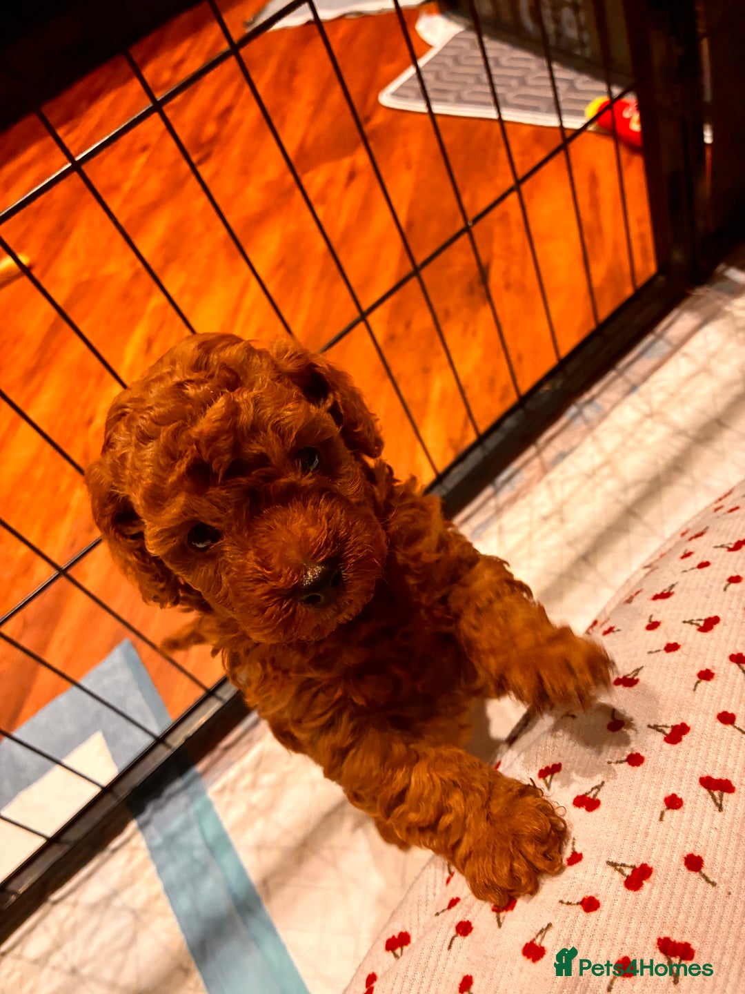 Toy Poodle dogs for sale: 5* Champion Bloodline  Asian Toy Poodles - Advert 10