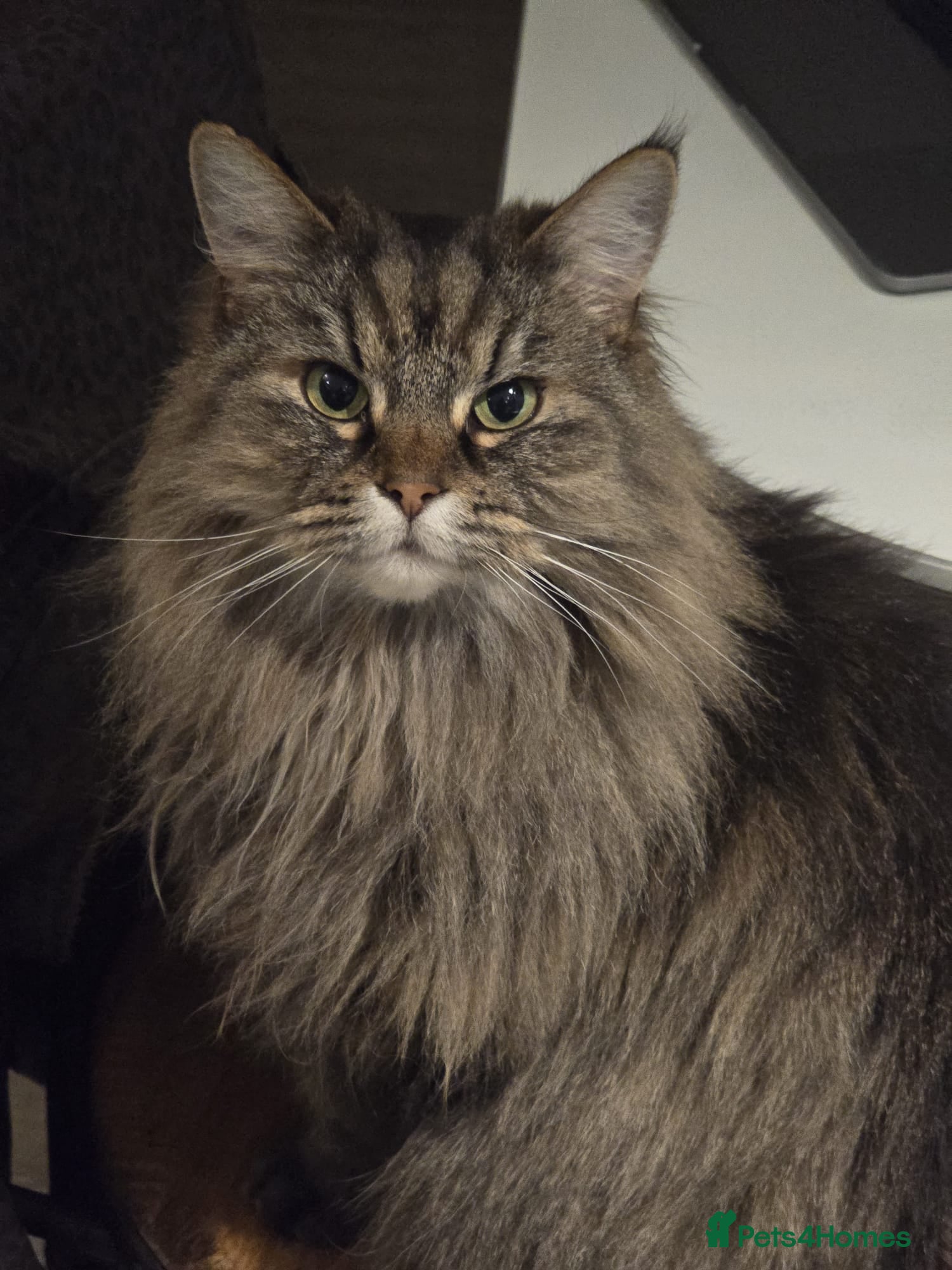 Mixed Breed cats Family of 5 Hairy Magical Mainecoon/Ragdoll Mix - Advert 1