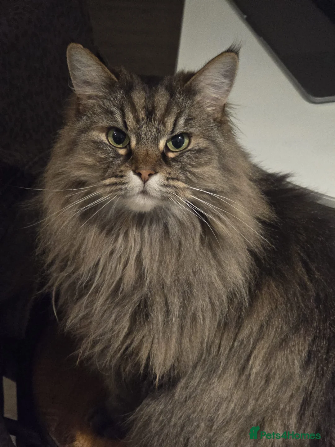 Mixed Breed cats for sale: Family of 5 Hairy Magical Mainecoon/Ragdoll Mix - Advert 1