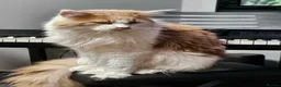 Maine Coon cats for sale: Maine Coon Kittens – GCCF Registered  Boys - Advert 3
