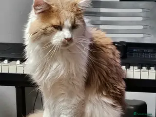 Maine Coon cats Maine Coon Kittens – GCCF Registered Boys - Advert 2