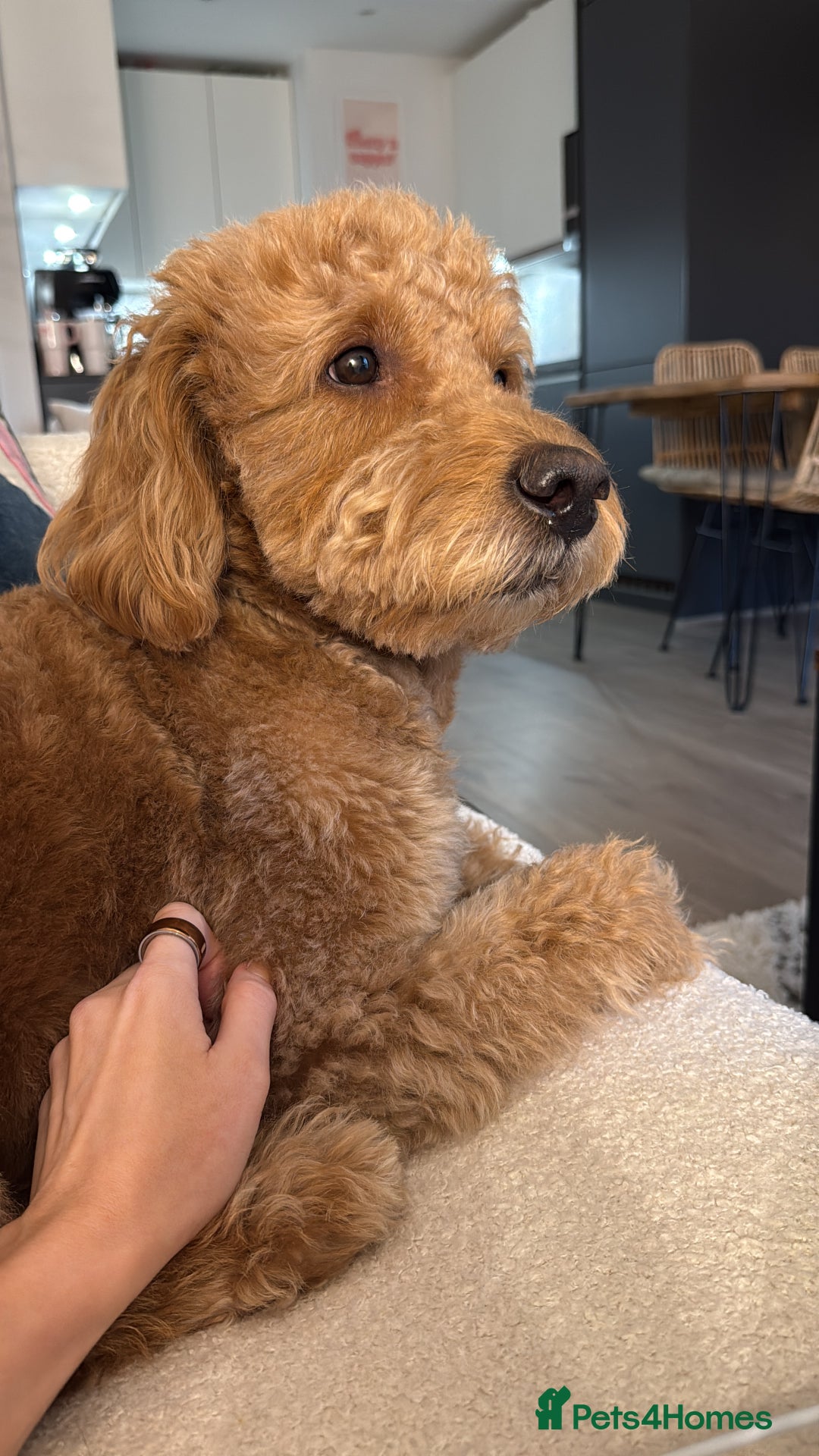 Goldendoodle dogs for stud: Proven Miniature Goldendoodle Stud – Noah 🐾 in London - Advert 2