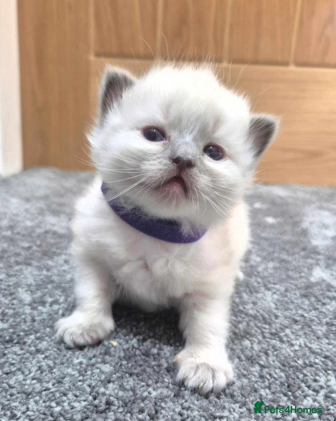 Ragdoll cats for sale: Adorable Ragdoll Kittens for sale - Advert 13