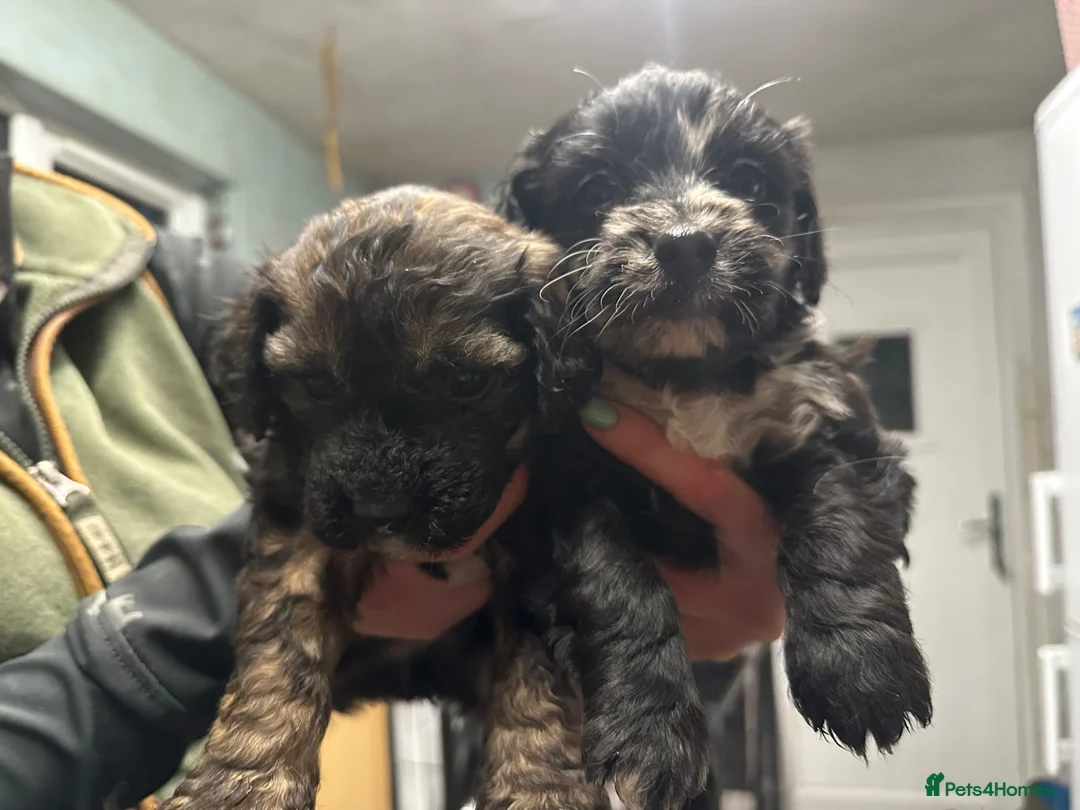 Mixed Breed dogs for sale: Cockashipoo  - Advert 1