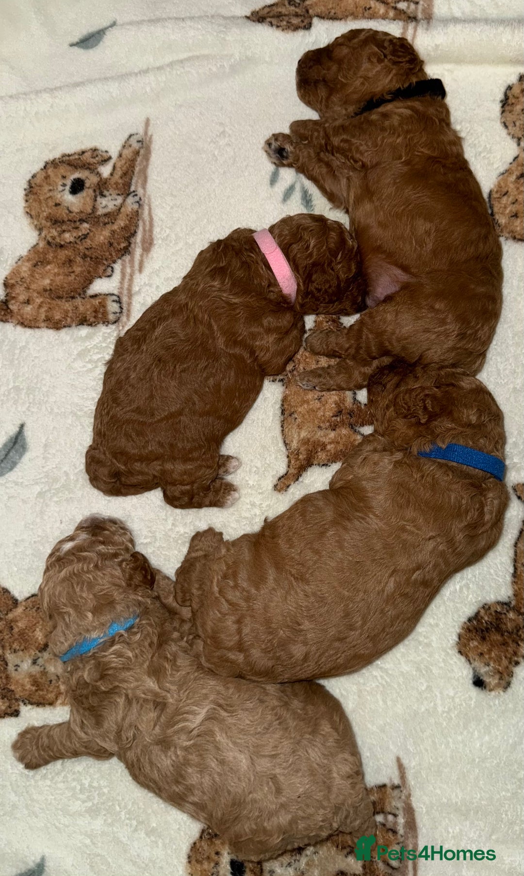 Cavapoo dogs for sale: Cavapoo puppies F1BB - Image 2