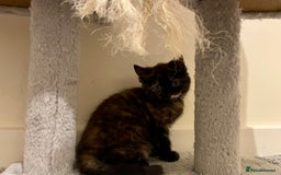 Turkish Angora cats for sale: Stunning Turkish Angora Kittens – Ready Now! 🐾 - Image 13