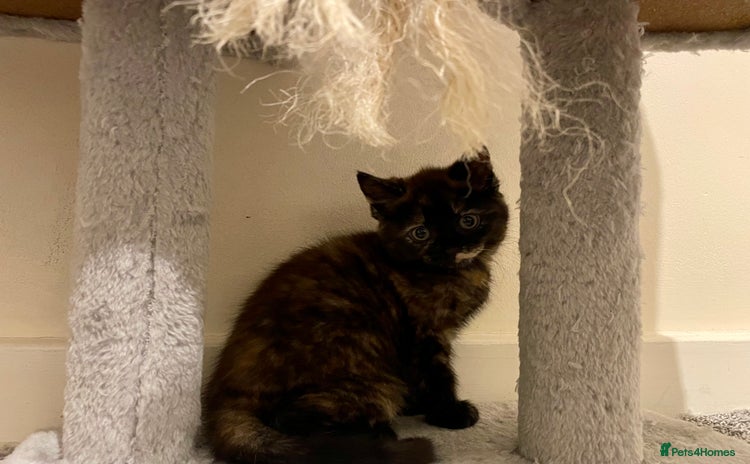 Turkish Angora cats - Advert 3