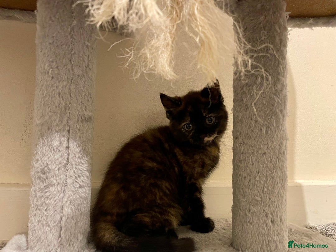 Turkish Angora cats for sale: Stunning Turkish Angora Kittens – Ready Now! 🐾 - Image 13