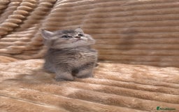British Shorthair cats for sale: 3 lovely BS boys - Image 3