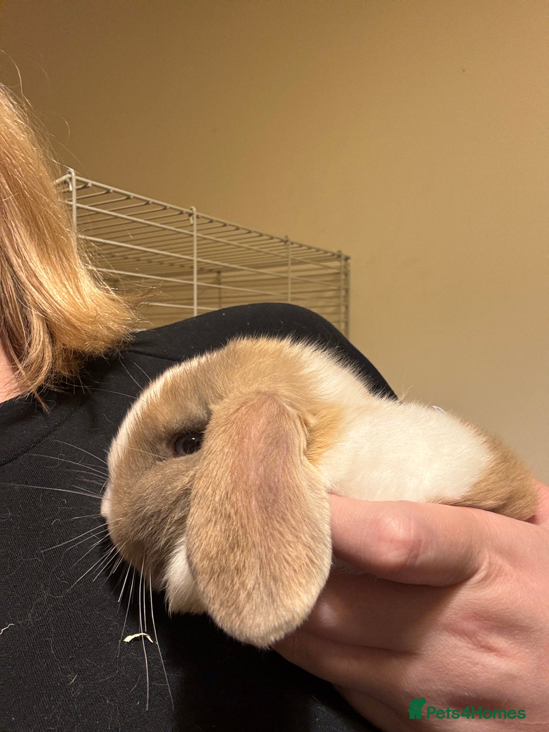 Mini Lop rabbits for sale: ✨ Beautiful harli split mini lop buck 👀 🏡  - Image 8