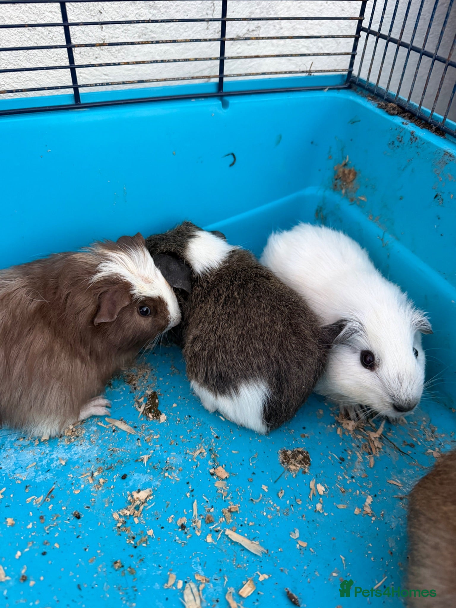 Guinea Pig rodents Male guinea pigs - Advert 13