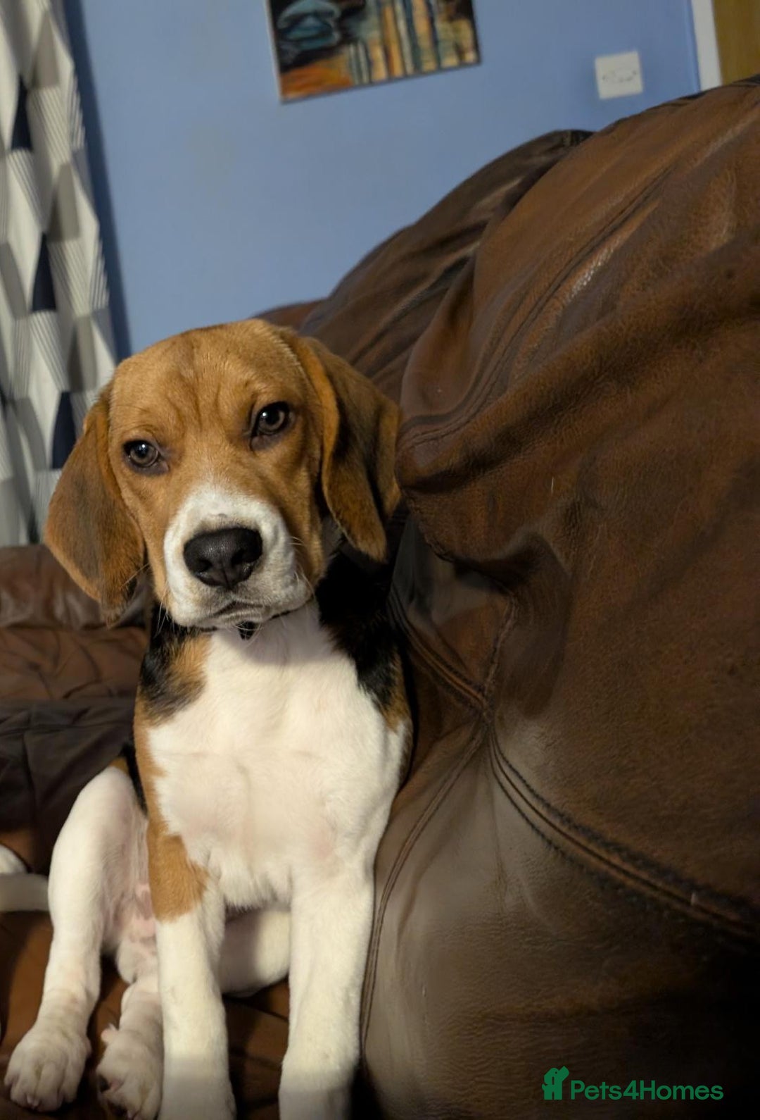 Beagle dogs for sale: 8 month male beagle - Looking for a forever home - Advert 3
