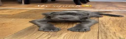 Neapolitan Mastiff dogs for stud: 🐾 STUD AVAILABLE 🐾 - Advert 8