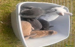 Mini Lion Lop rabbits for sale: Mini lop - Image 33