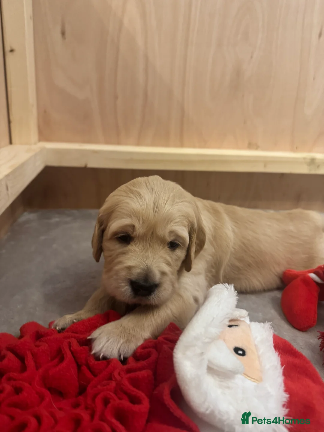 Golden Retriever dogs for sale: Beautiful KC registered Golden Retriever puppies - Advert 5